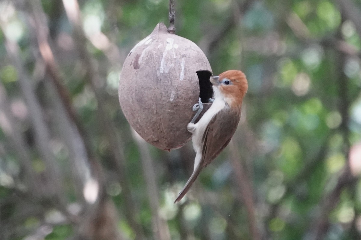 Puff-throated Babbler - ML645531318