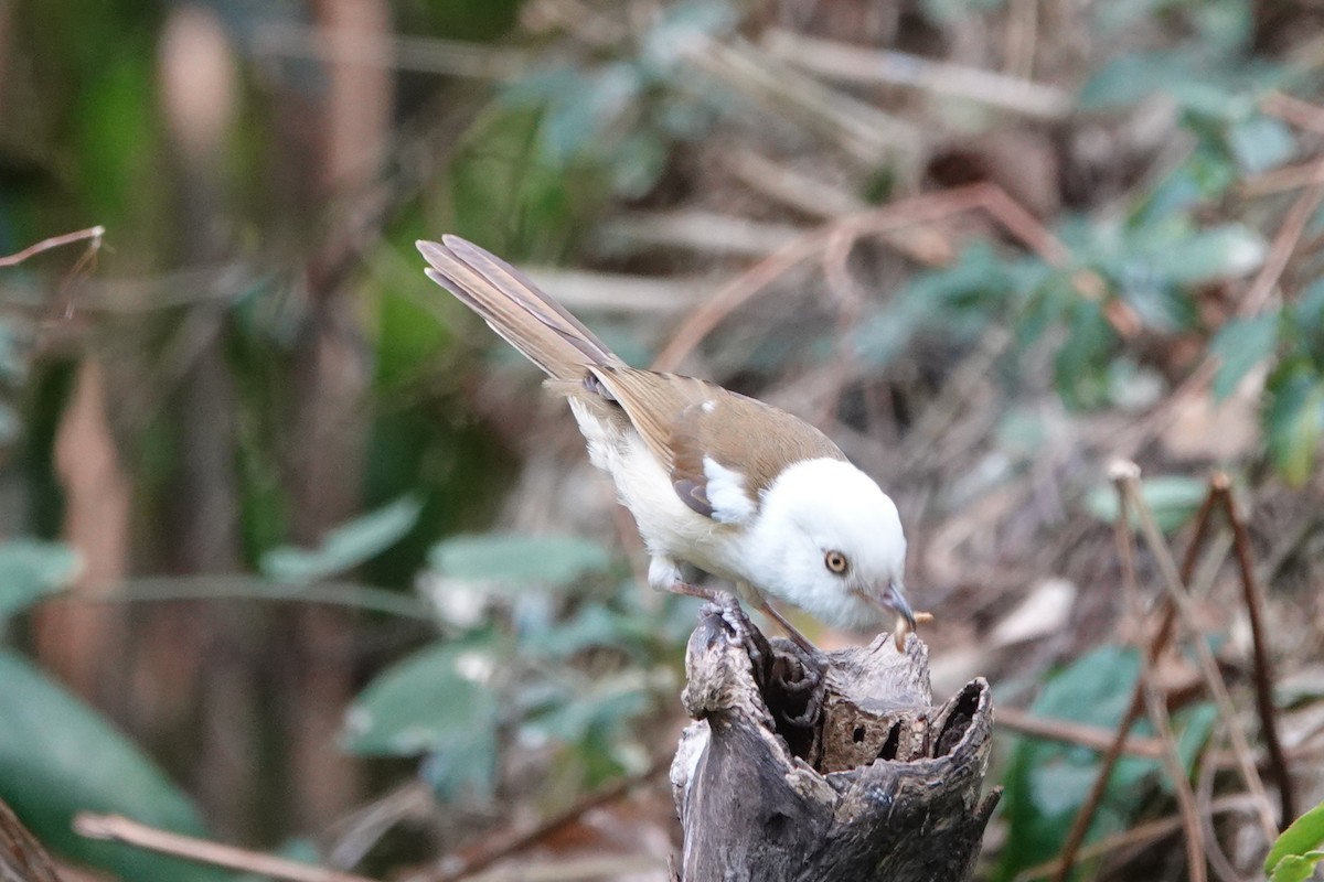 White-hooded Babbler - ML645531319