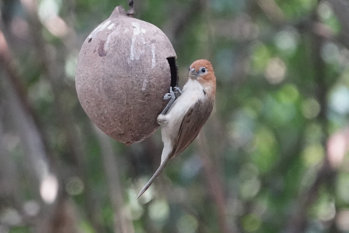Puff-throated Babbler - ML645531320