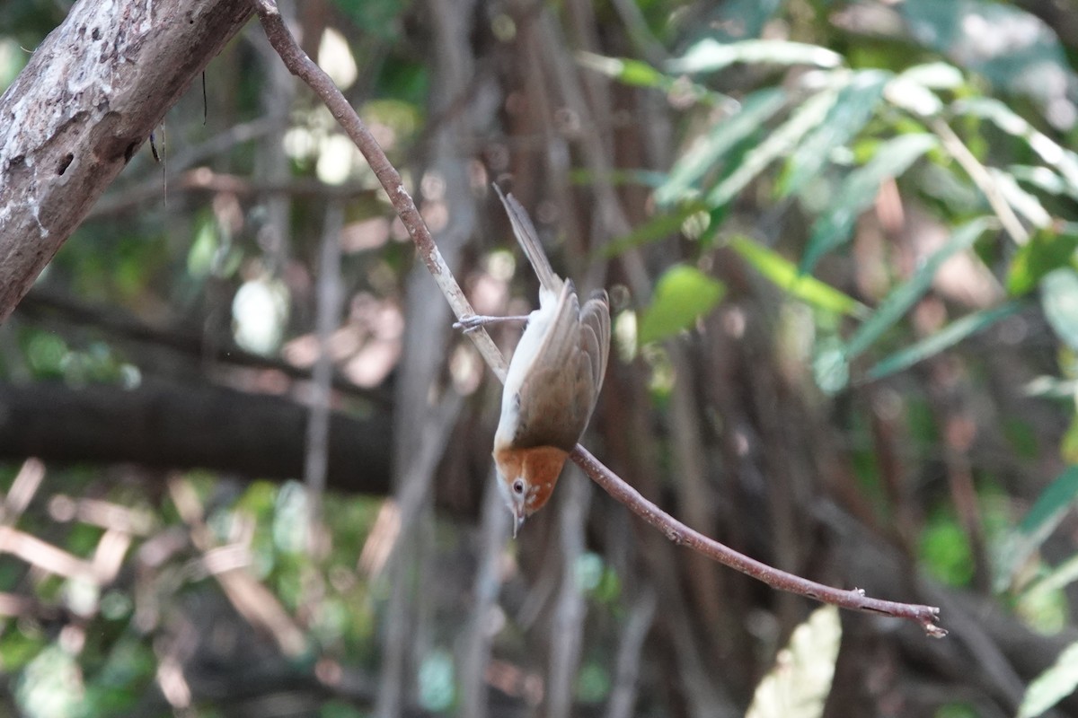 Puff-throated Babbler - ML645531321