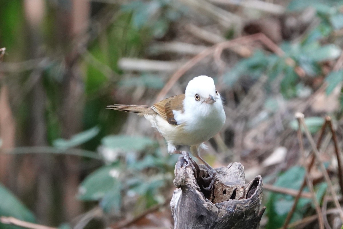 White-hooded Babbler - ML645531322