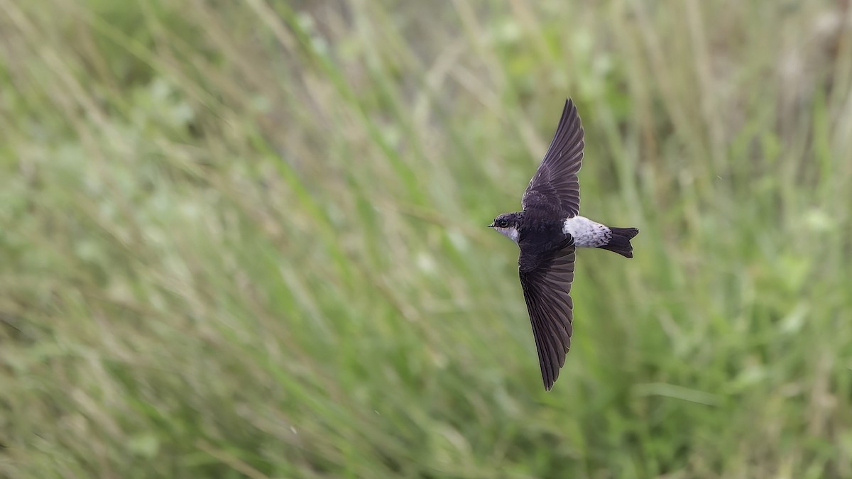 Siberian House-Martin - ML645531323