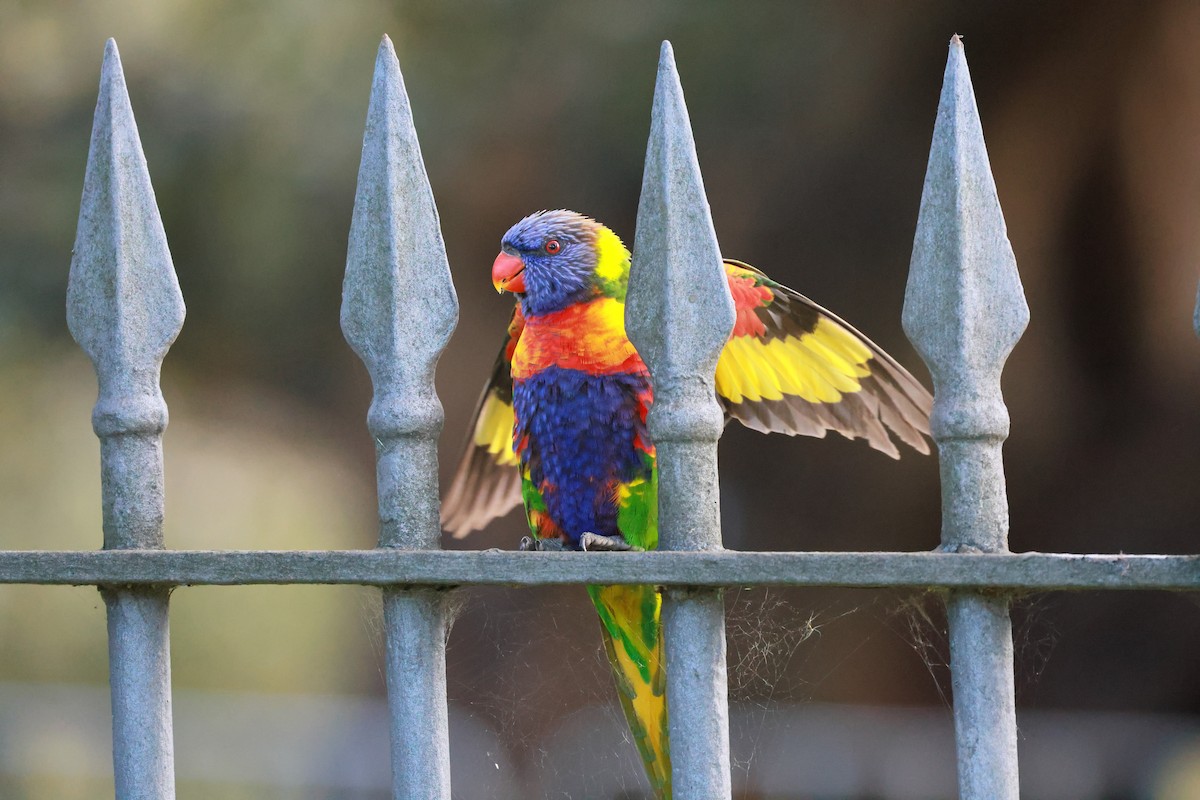 Rainbow Lorikeet - ML645531325