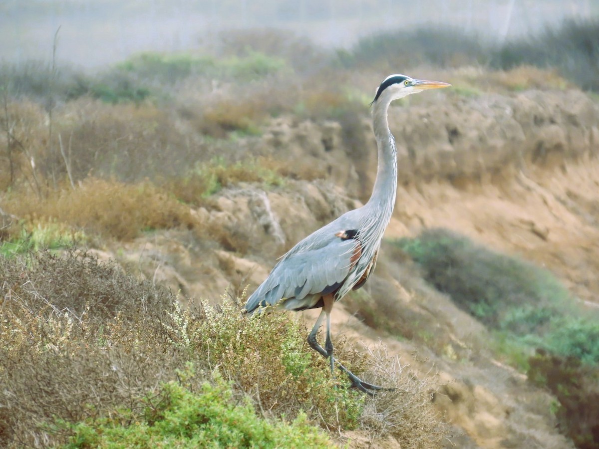 Great Blue Heron - ML645531326
