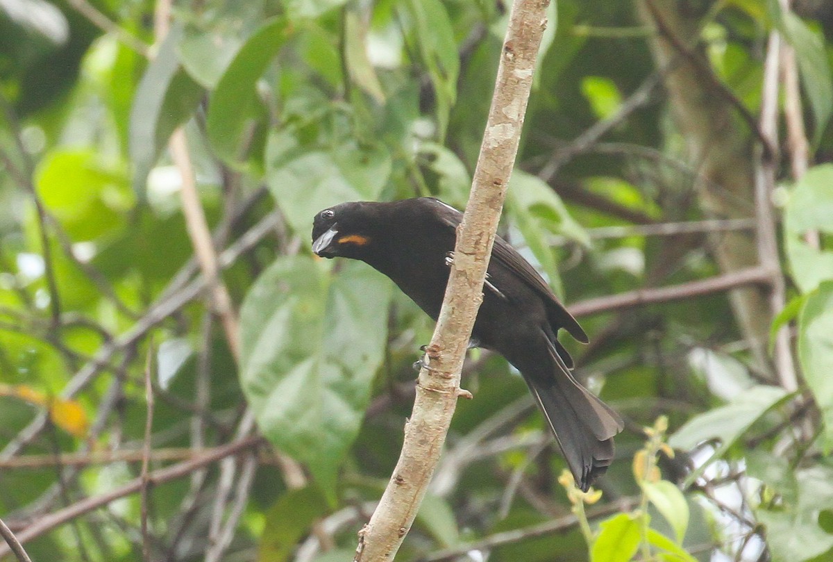 Flame-crested Tanager - ML645531328