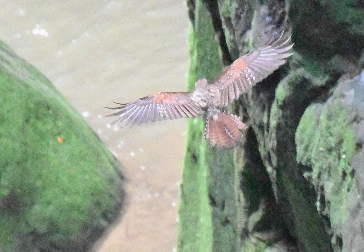 Oilbird - ML645531329