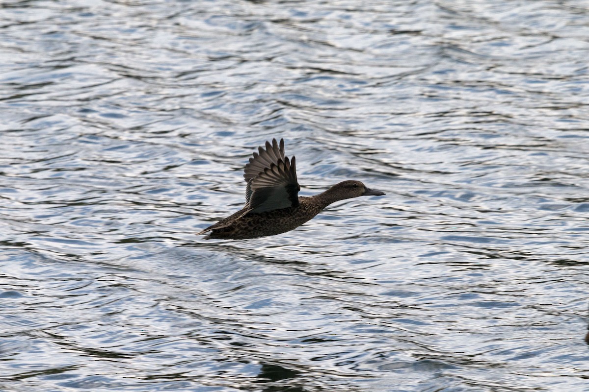 ミカヅキシマアジ - ML645531334