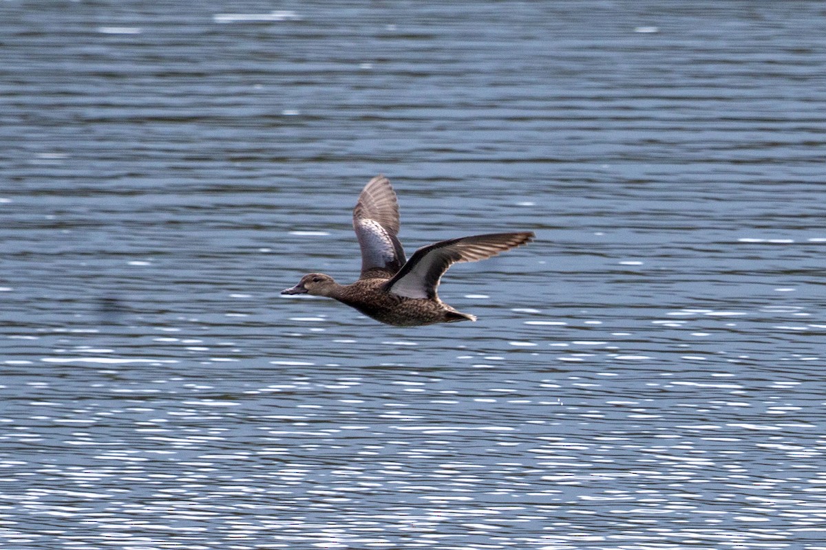 ミカヅキシマアジ - ML645531336