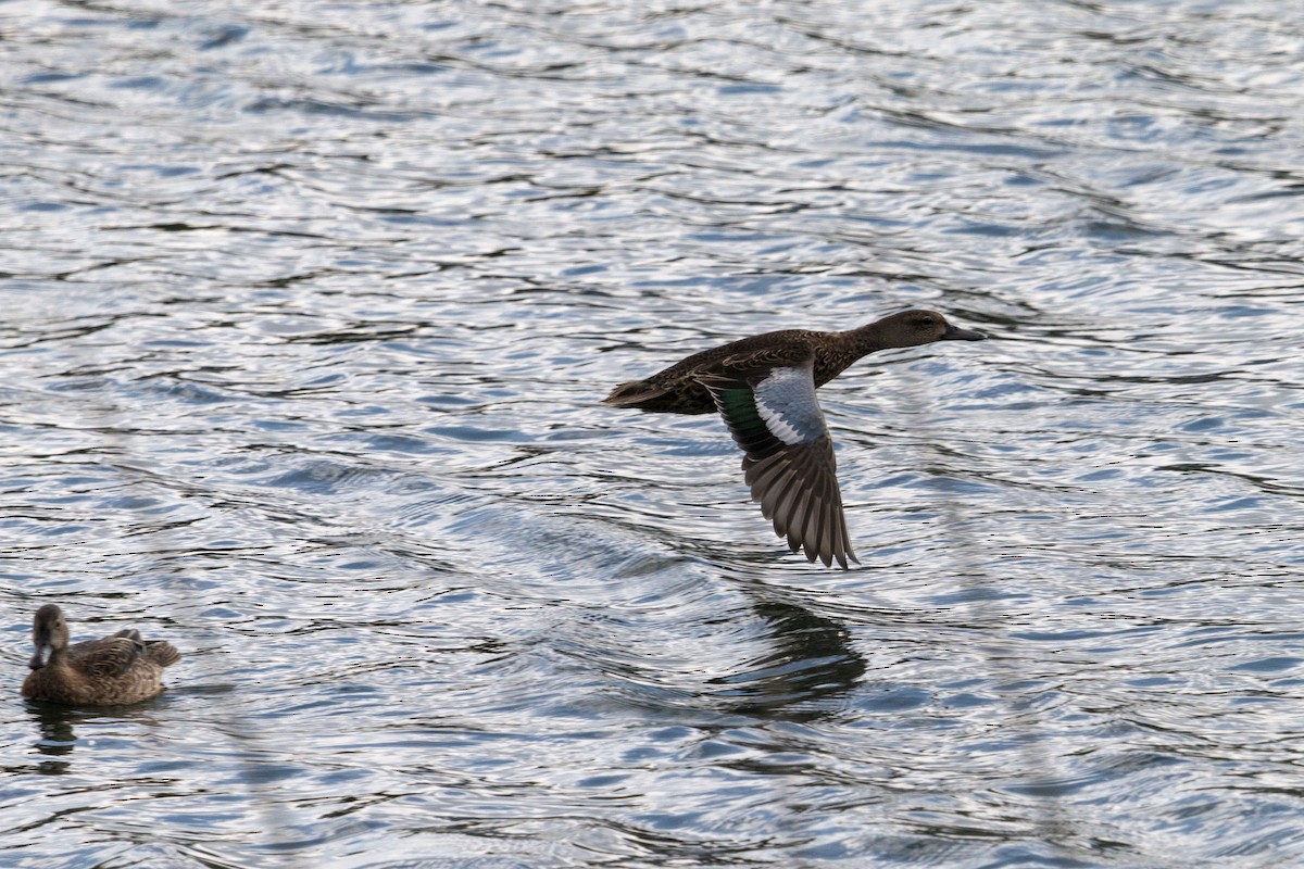 ミカヅキシマアジ - ML645531337