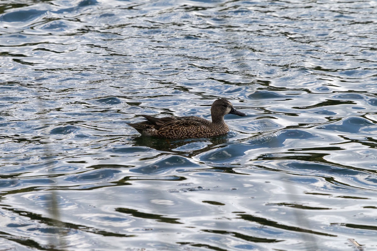 ミカヅキシマアジ - ML645531339