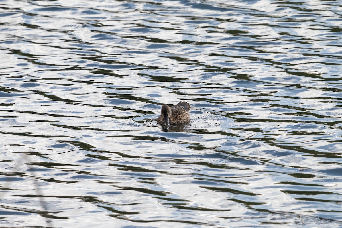 ミカヅキシマアジ - ML645531340