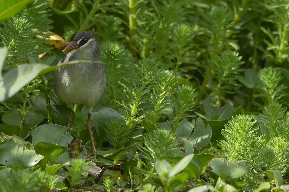 White-browed Crake - ML645531345