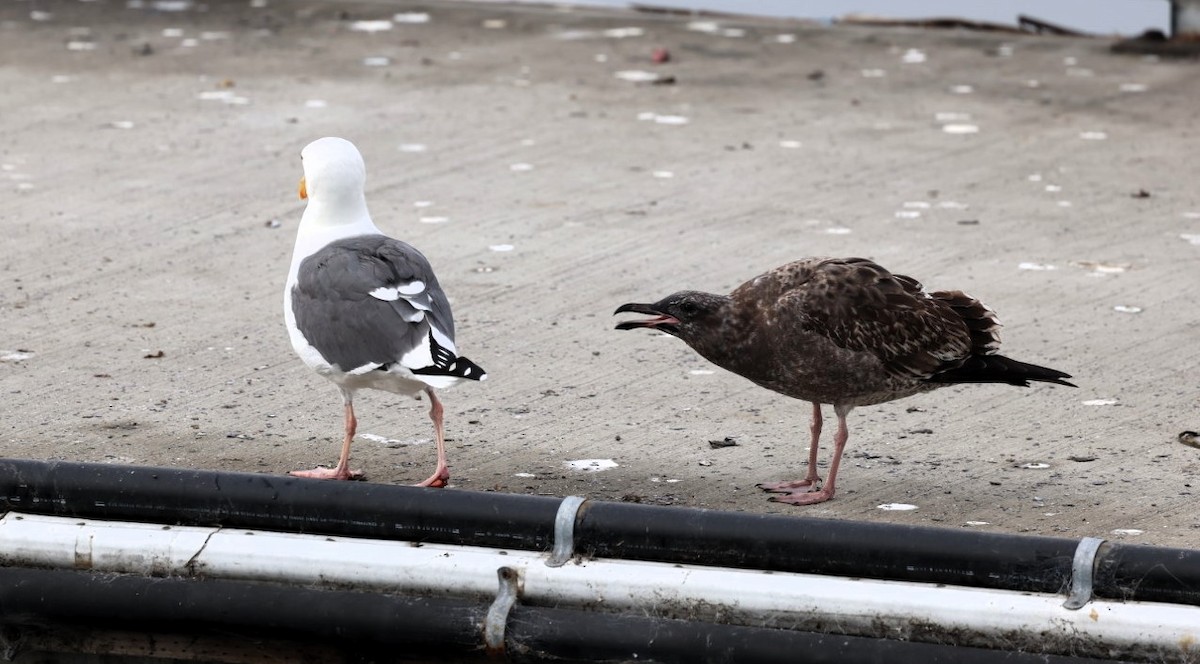 アメリカオオセグロカモメ - ML645531383