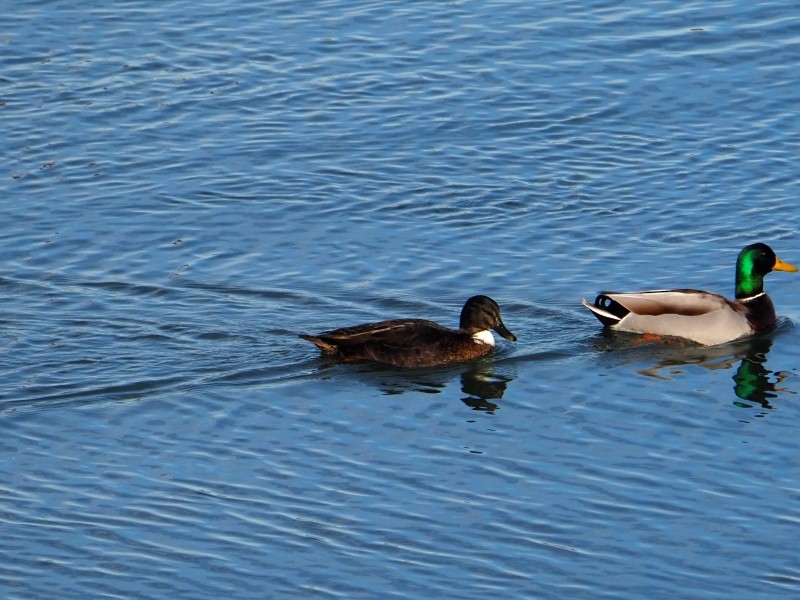 Mallard (Domestic type) - ML645531398