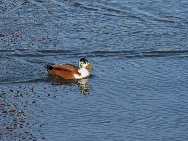 Mallard (Domestic type) - ML645531399