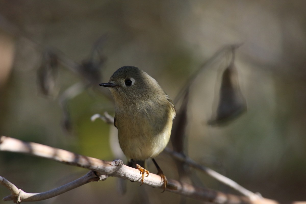 Ruby-crowned Kinglet - ML645531402