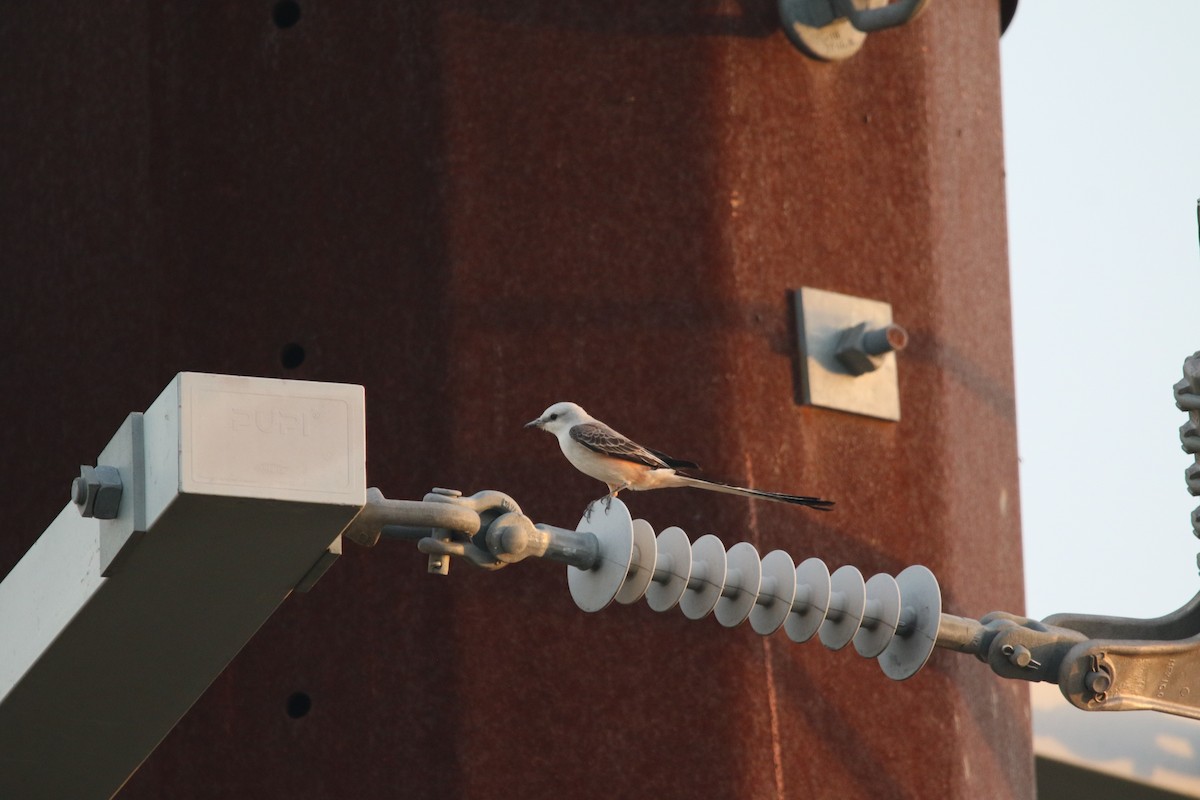 Scissor-tailed Flycatcher - ML645531415