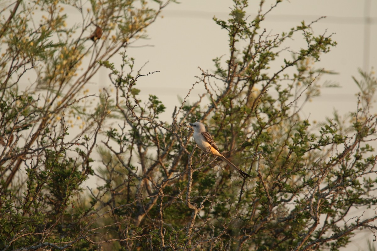 Scissor-tailed Flycatcher - ML645531416