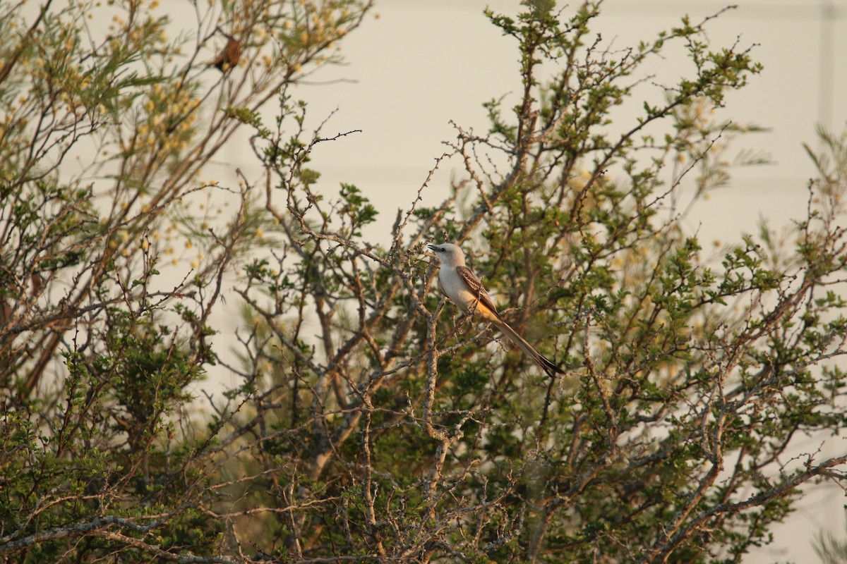 Scissor-tailed Flycatcher - ML645531417