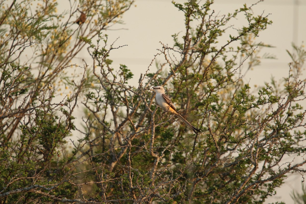 Scissor-tailed Flycatcher - ML645531418