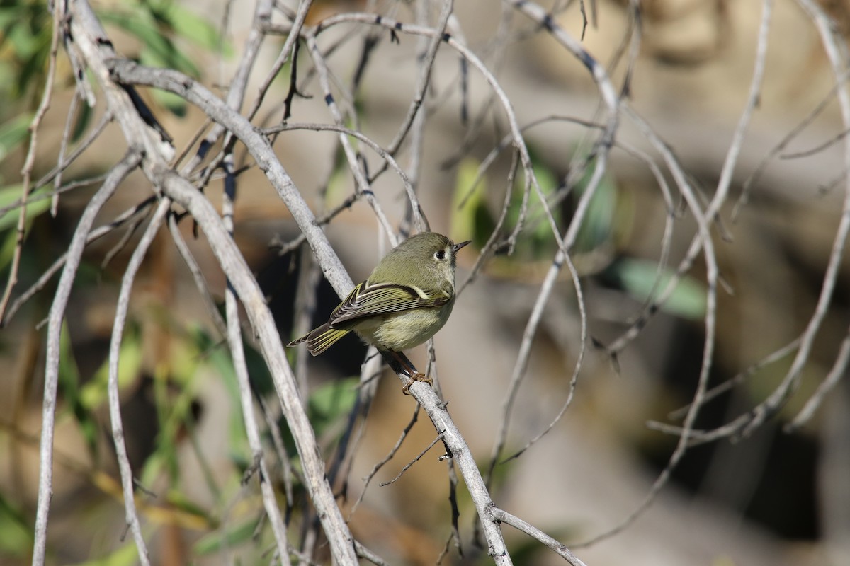Ruby-crowned Kinglet - ML645531419