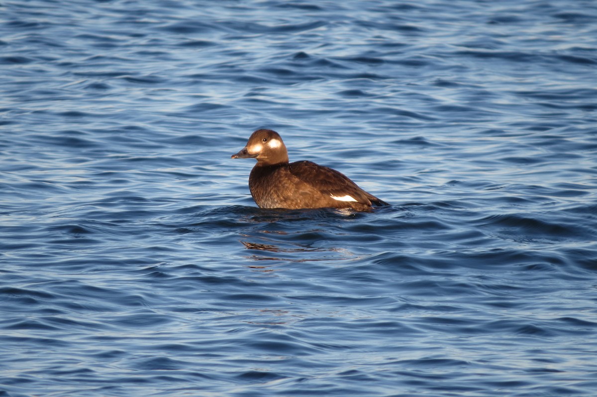 White-winged Scoter - ML645531424