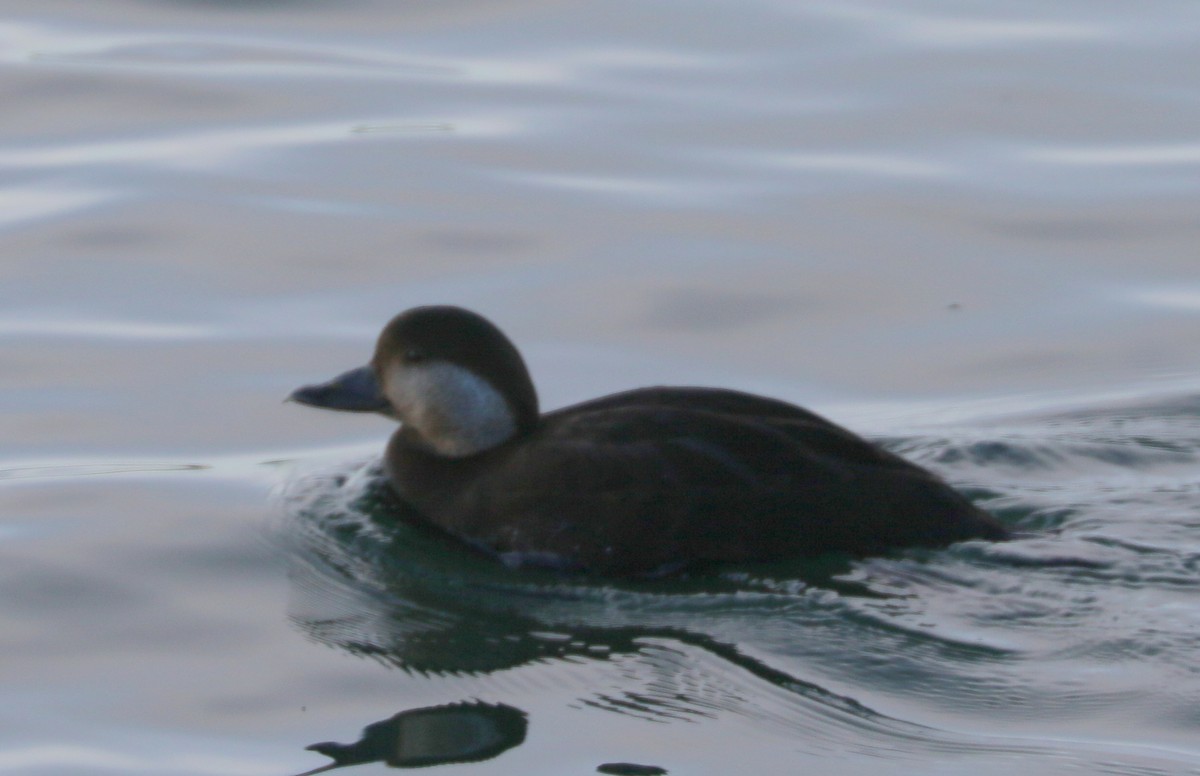 Black Scoter - ML645531425