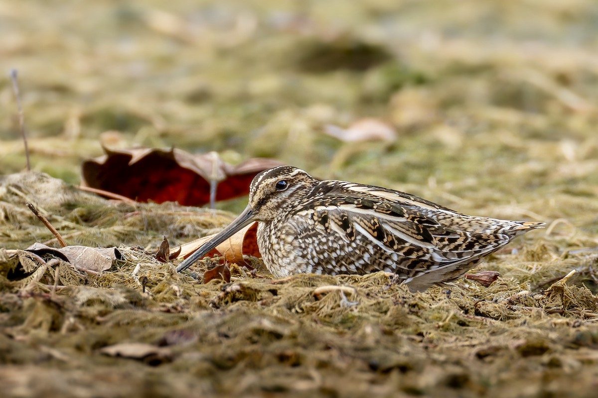 Wilson's Snipe - ML645531431