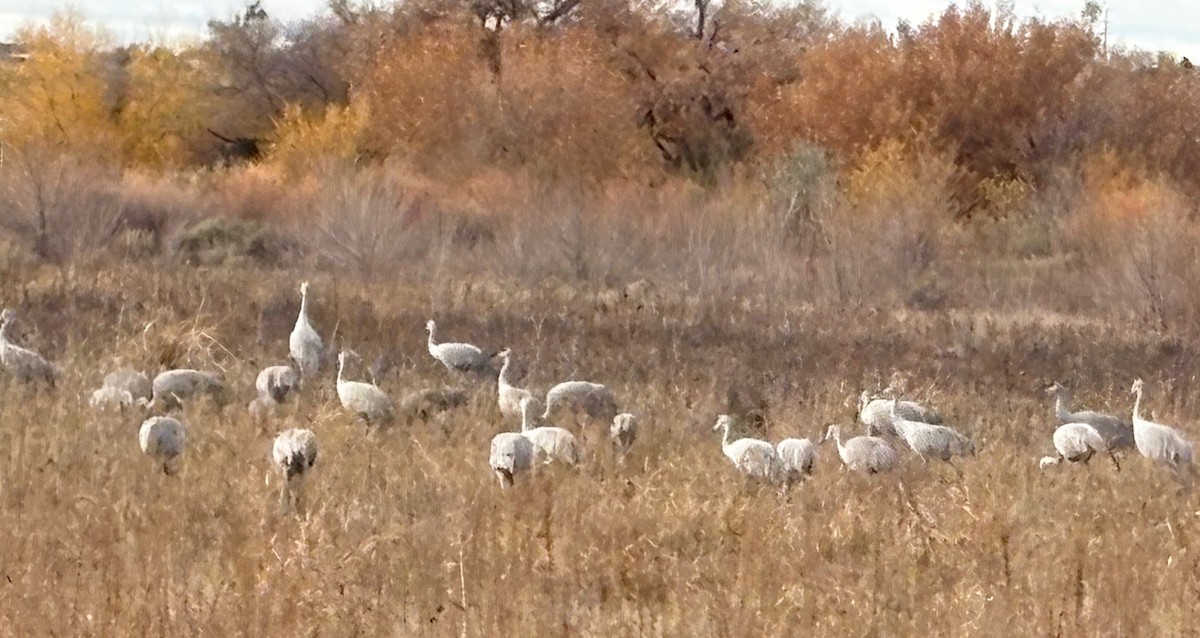 Sandhill Crane - ML645531432