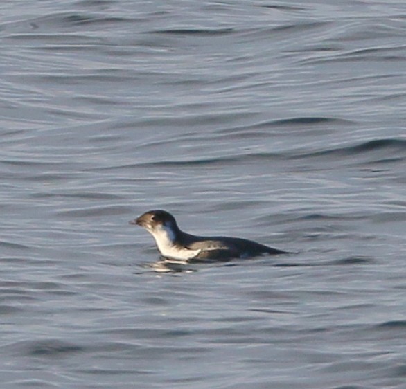 Ancient Murrelet - ML645531437