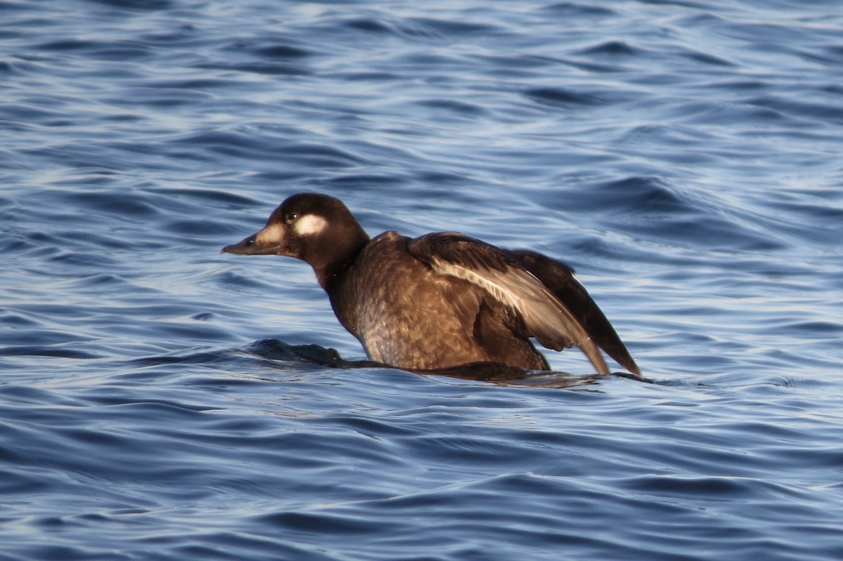 White-winged Scoter - ML645531445