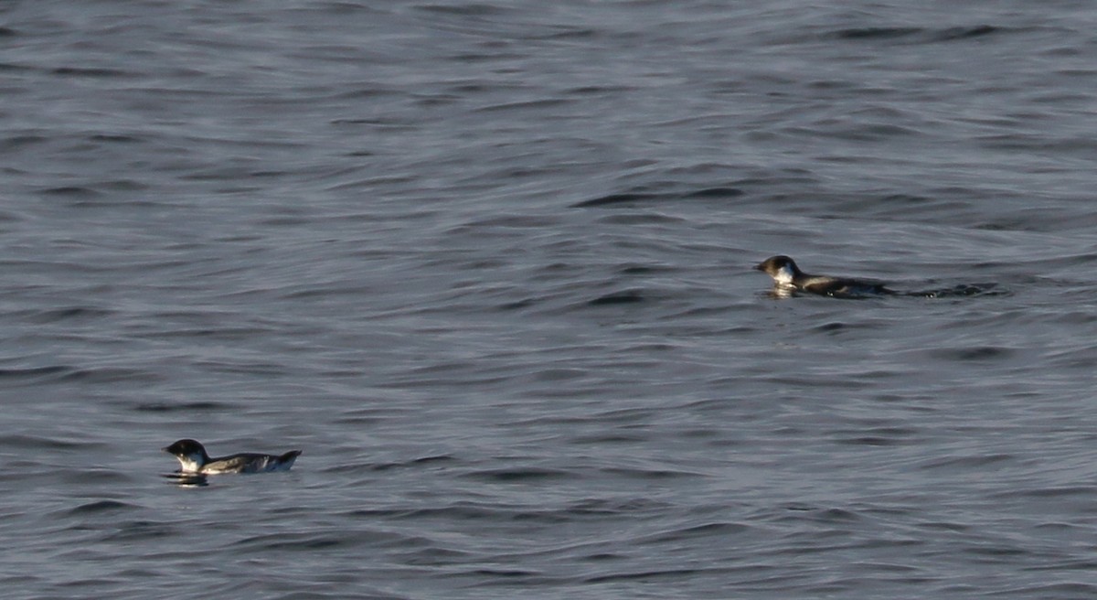 Ancient Murrelet - ML645531487