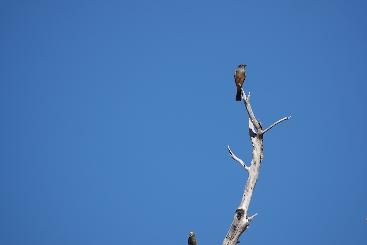 Say's Phoebe - ML645531491