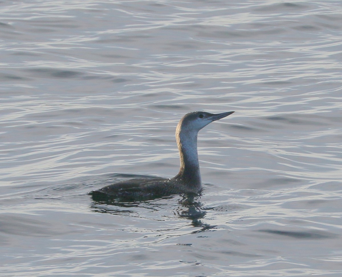 Strolaga minore - ML645531492