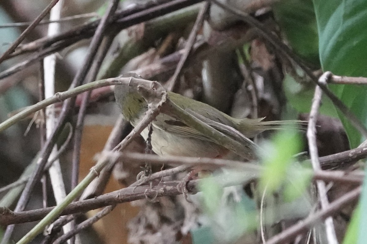 langstjertskredderfugl - ML645531493