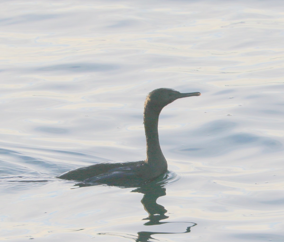 Pelagic Cormorant - ML645531509