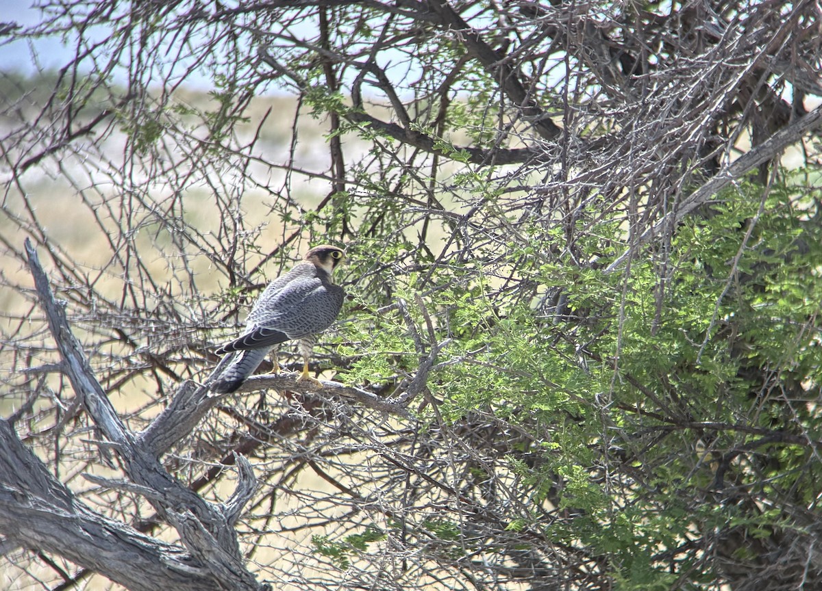 Red-necked Falcon (African) - ML645531520