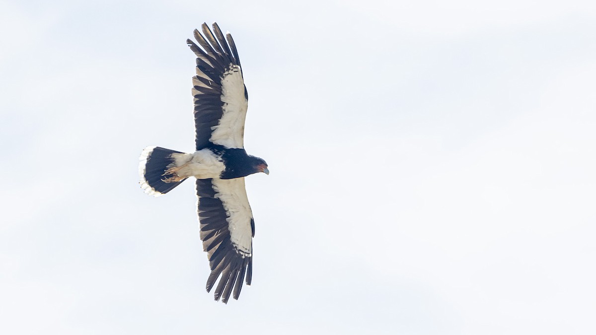 Mountain Caracara - ML645531523