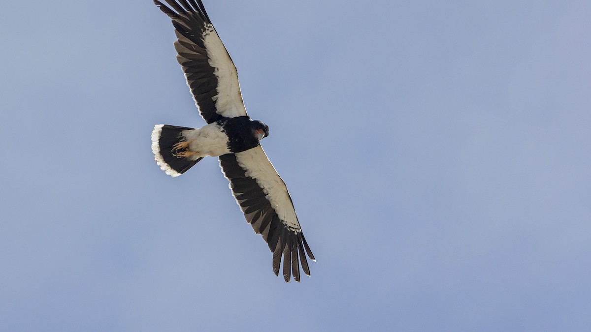 Mountain Caracara - ML645531524