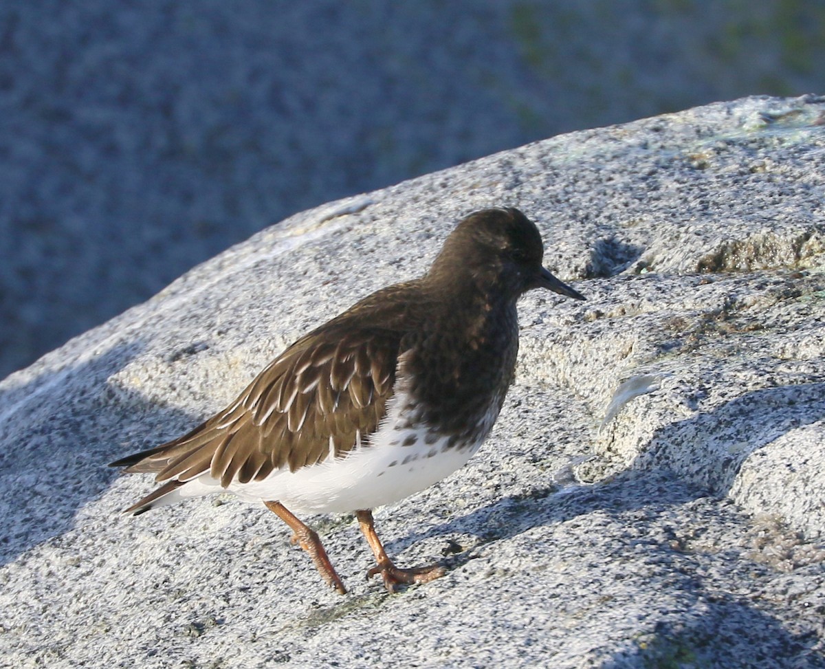 Black Turnstone - ML645531525