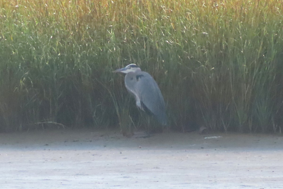 Great Blue Heron - ML645531527