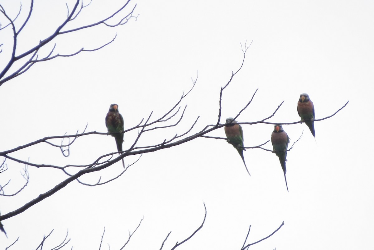 Red-breasted Parakeet - ML645531536