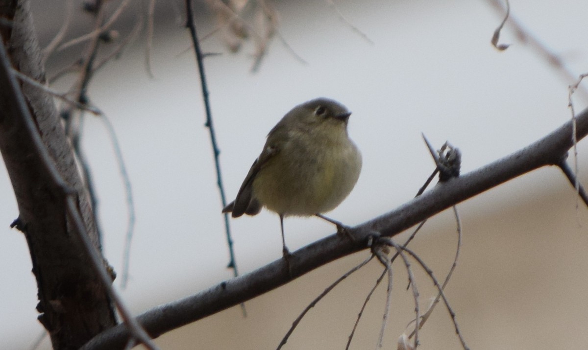 Ruby-crowned Kinglet - ML645531550