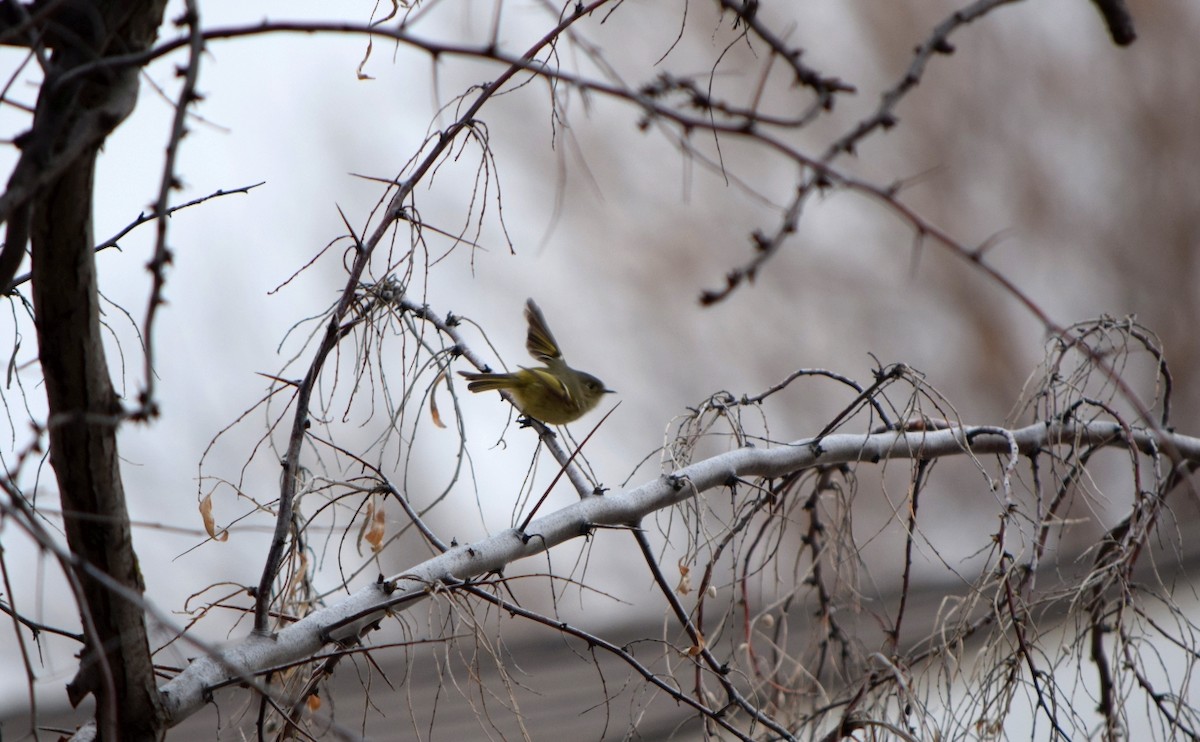 Ruby-crowned Kinglet - ML645531551