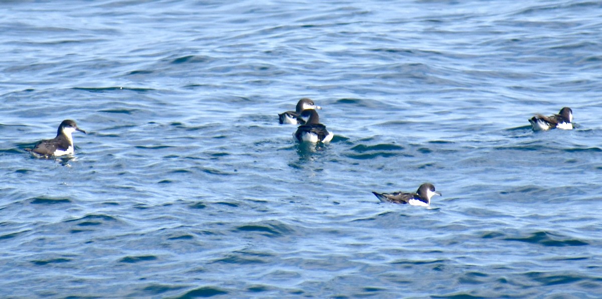 Gabai arrunta - ML645531560