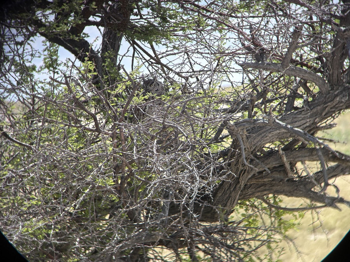 Spotted Eagle-Owl - ML645531570