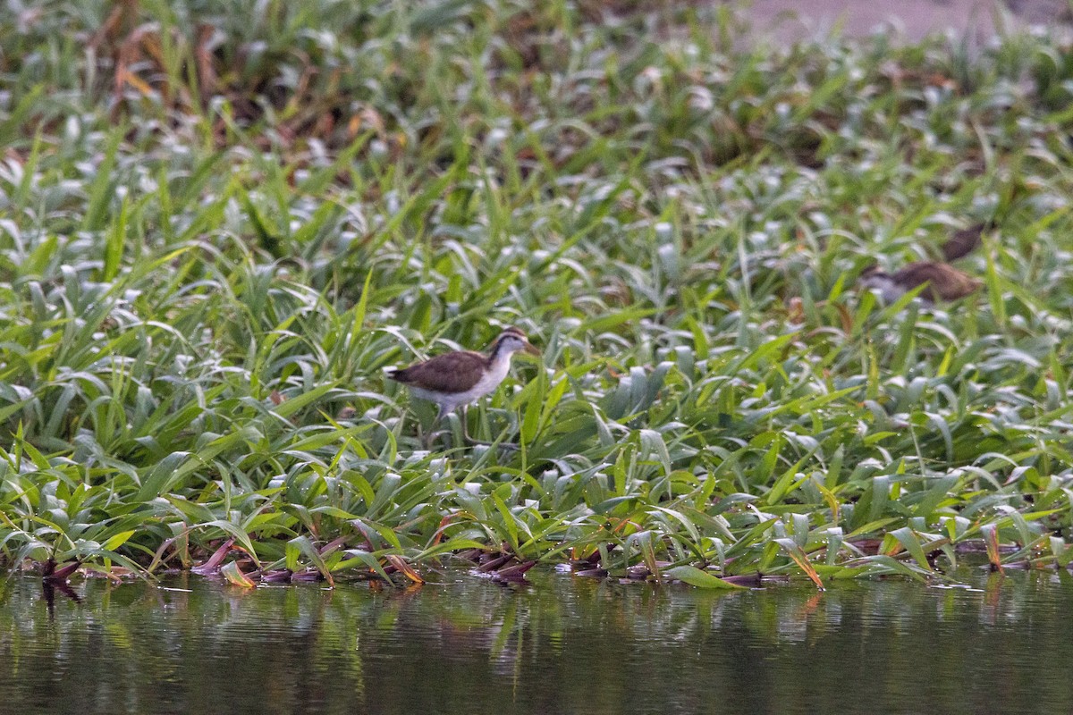 Northern Jacana - ML645531575