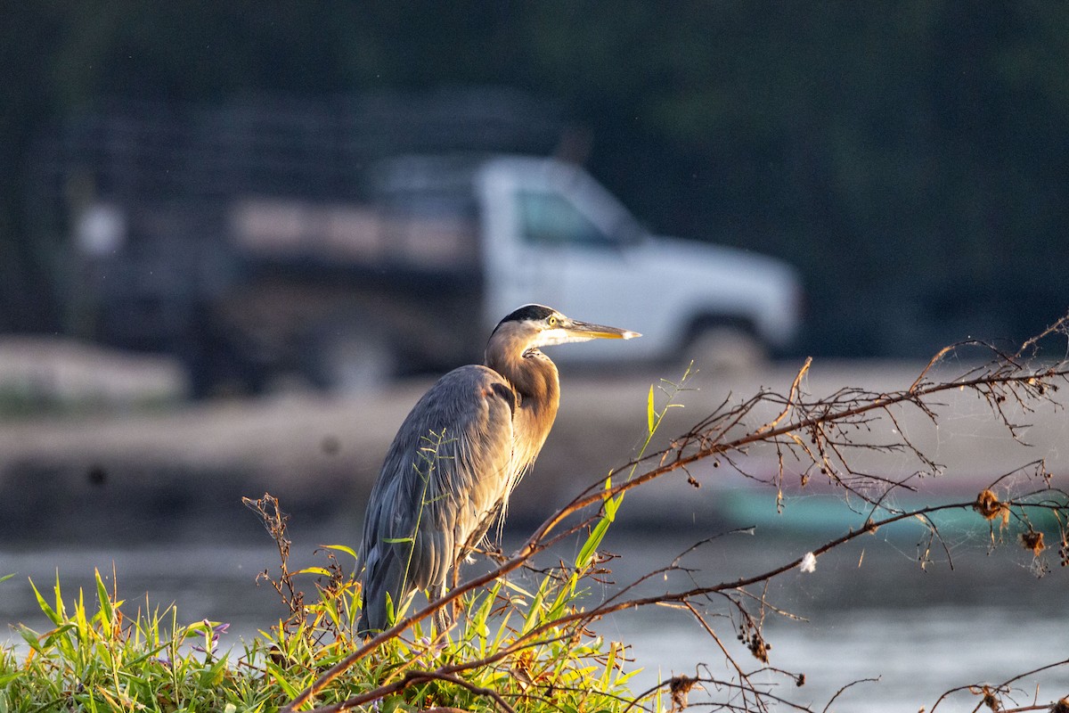 Great Blue Heron - ML645531585