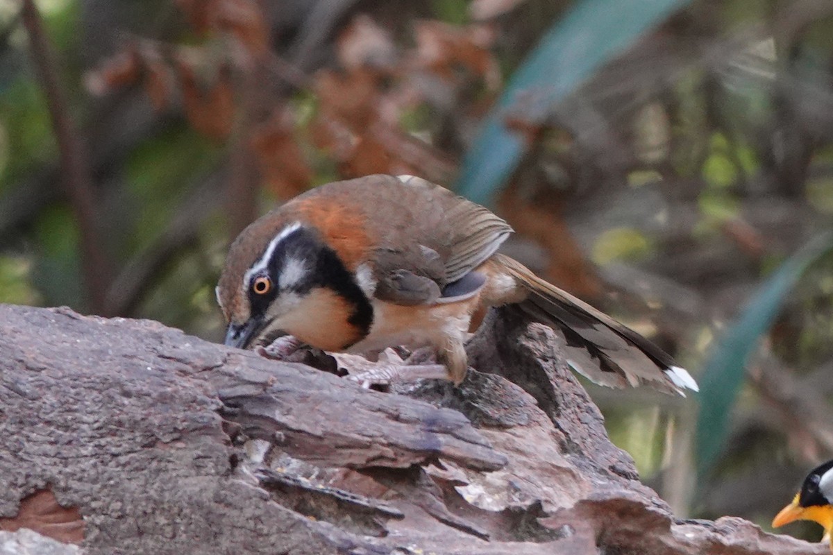 Lesser Necklaced Laughingthrush - ML645531593