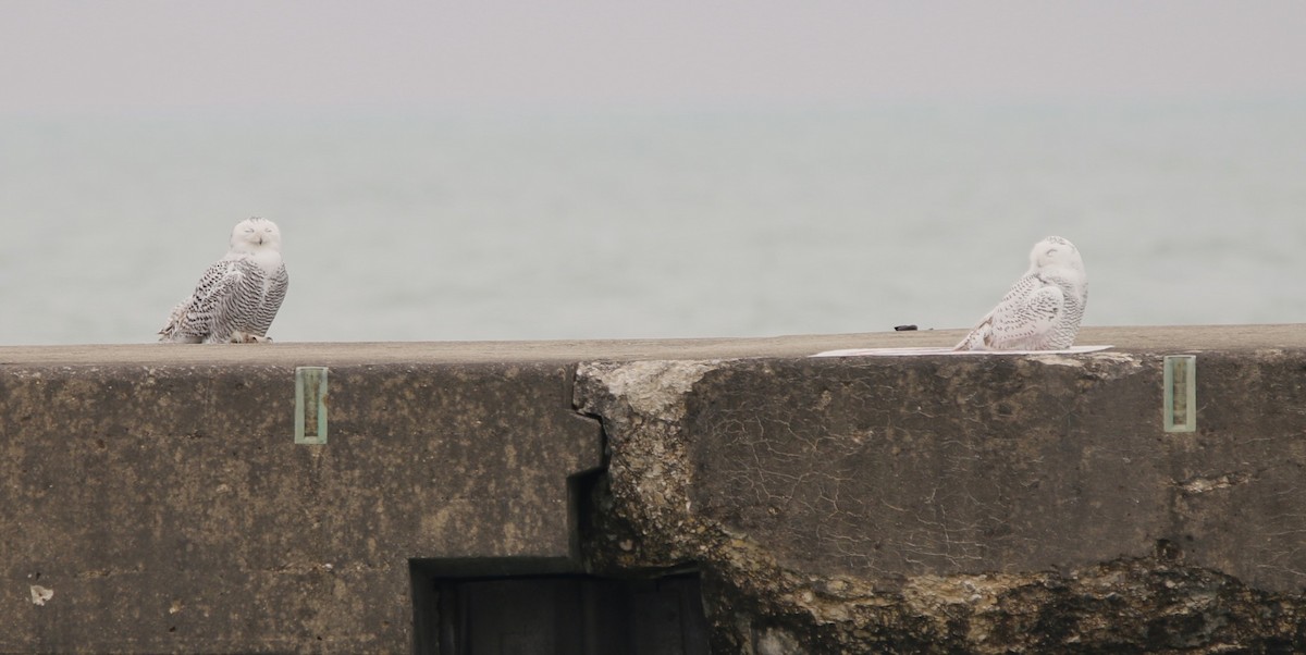 Snowy Owl - ML645531594